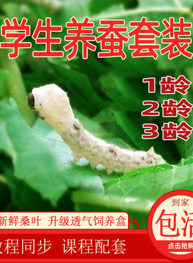 蚕宝宝学生养蚕套装新鲜桑叶爬行活蚕好养七彩天然彩蚕春蚕卵包邮