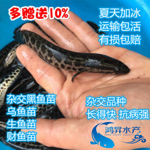 黑鱼苗杂交黑鱼纯种乌鱼苗财鱼苗蛇头鱼苗乌鳢鱼苗鱼塘养殖专用