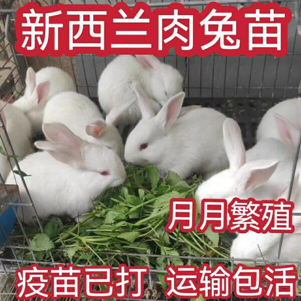 兔子活物公母一对活体宠物家兔活兔肉兔子苗巨型兔子苗家养幼兔苗