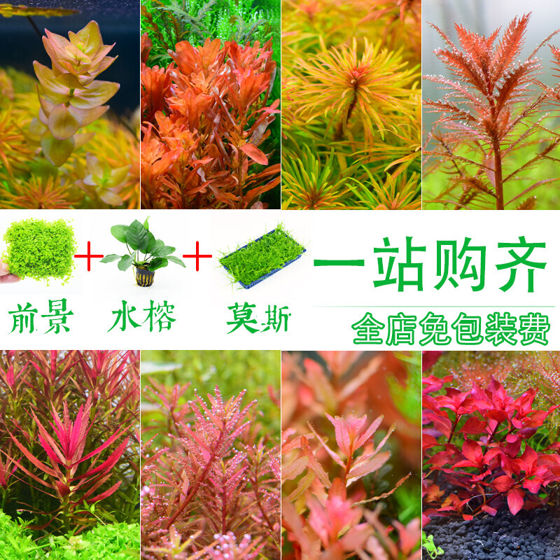 鱼缸水草造景套餐增氧植物活体淡中后景阴性绿菊蜈蚣宫廷紫红丁香