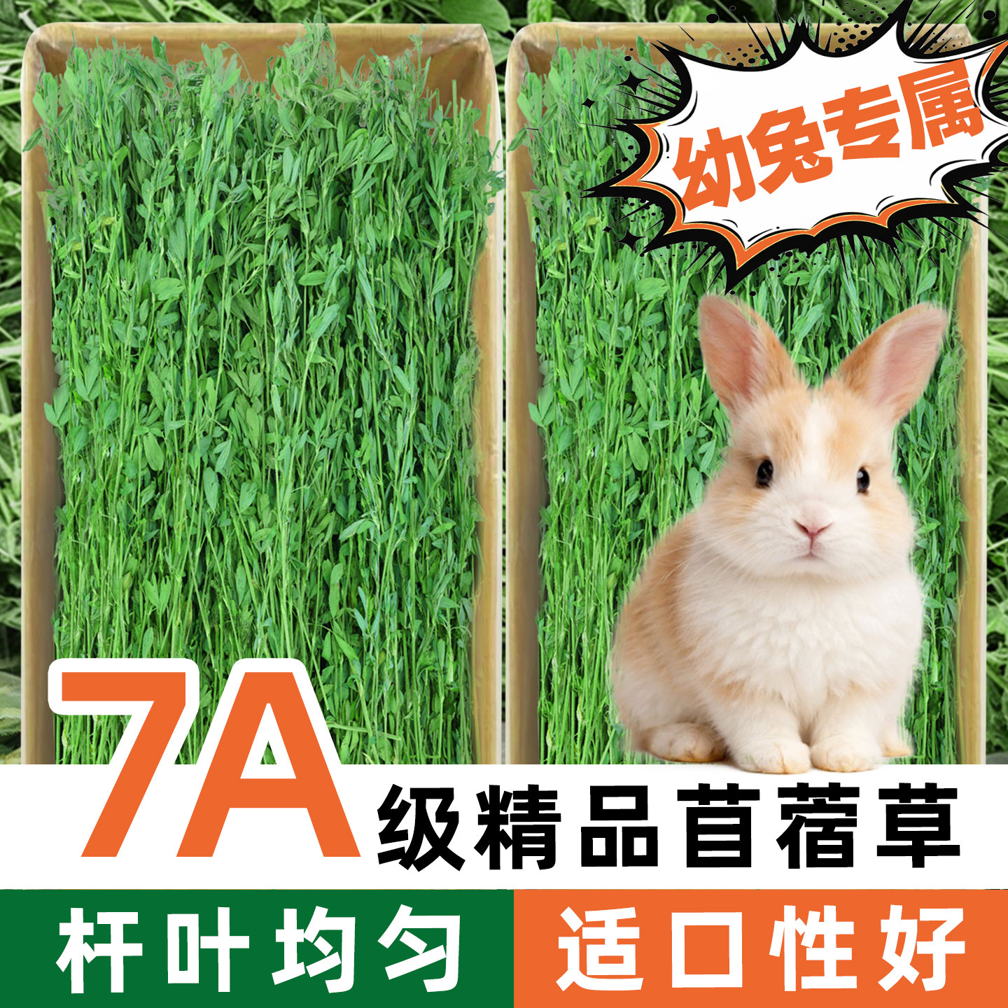 幼兔荷兰猪龙猫专属营养苜蓿草图片