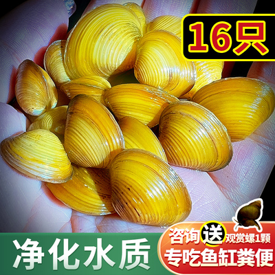 黄金小河蚌净水河蚬活体清理鱼缸净化水质淡水观赏螺专吃鱼屎粪便