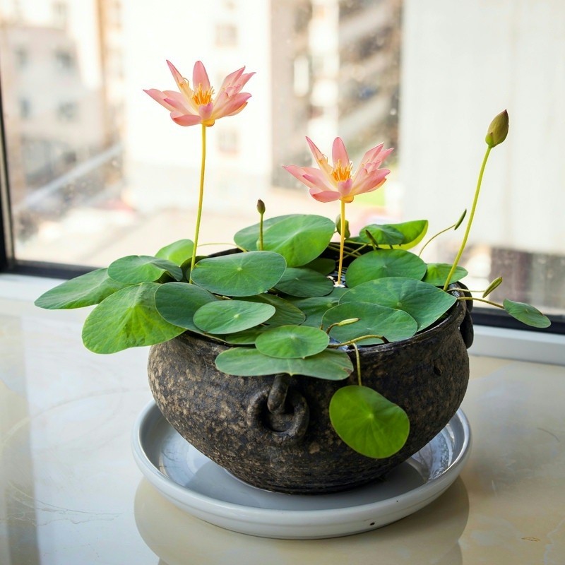 古法小鱼缸造景水草植物睡莲一叶莲装饰配件大全淡水浮萍生态养鱼