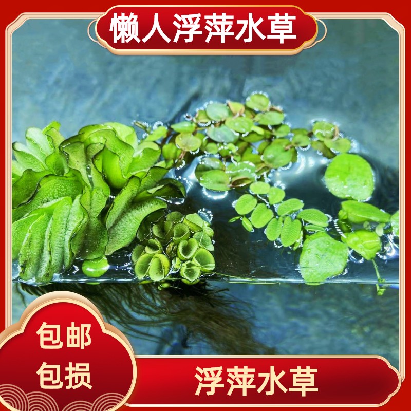 鱼缸浮萍水草无土活体水培植物净化水质圆心萍水族箱养鱼养龟绿植