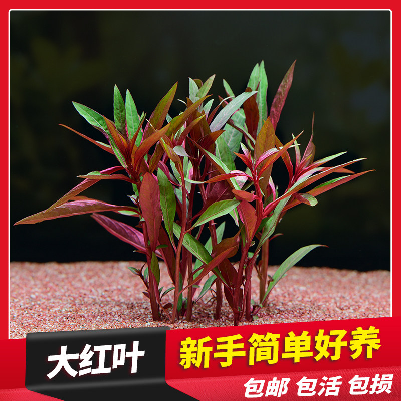 鱼缸红色水草造景大红叶荷兰景中后景阴性植物淡水活体有茎类新手