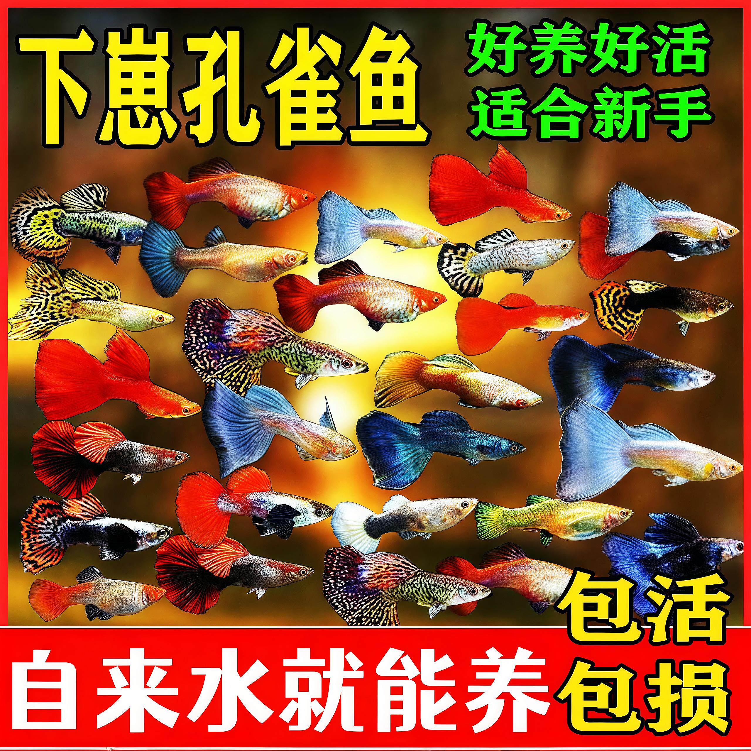 孔雀鱼观赏鱼鱼苗小型鱼热带斑马鱼凤尾鱼热带鱼小鱼淡水胎生好养