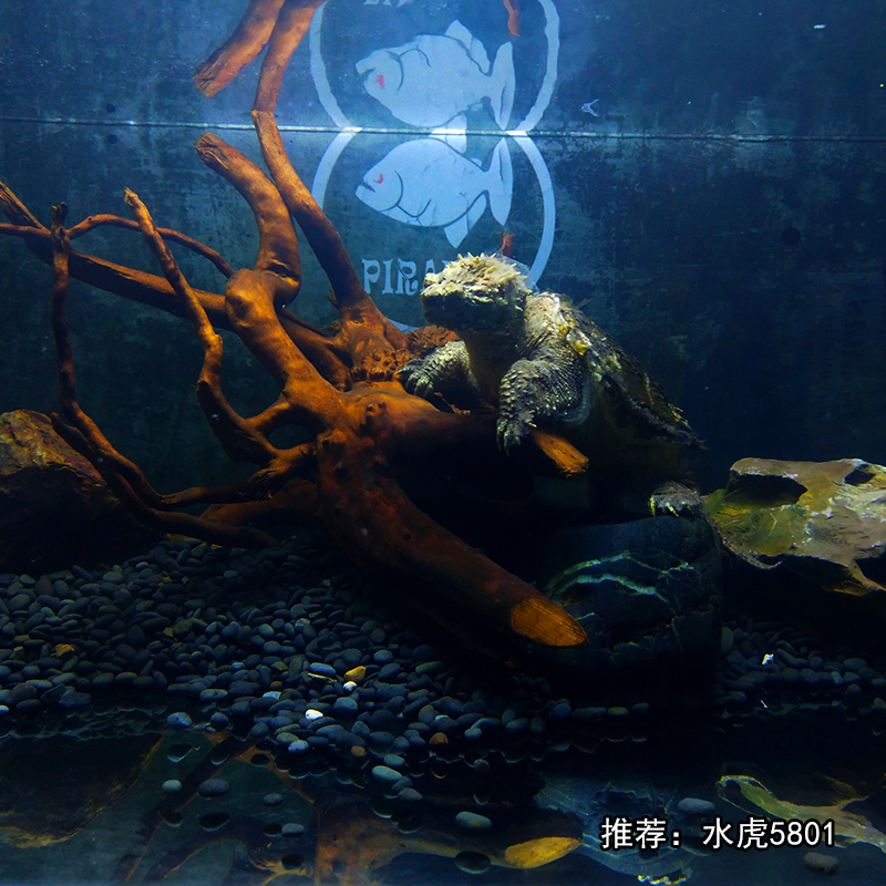 鱼缸背景纸3d立体高清图画壁纸水族箱贴纸壁画水虎食人鱼鳄龟造景