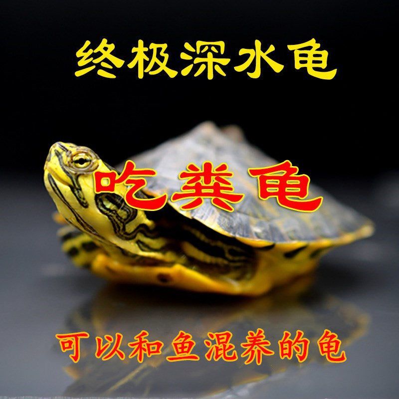 深水龟黄耳龟吃粪龟鱼缸混养侧劲龟冷水龟稀有观赏小宠物乌龟活