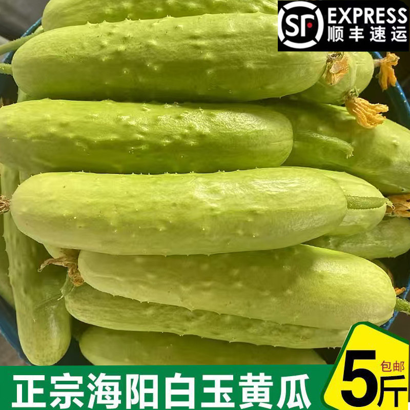 白玉黄瓜3斤5斤山东海阳现摘现发顺丰水果新鲜正宗农家小黄瓜青瓜