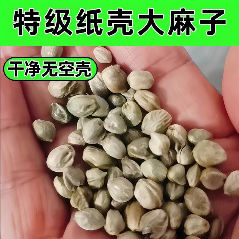 鹦鹉鸟粮牡丹饲料训练自配粮玄凤奖励鸟食小太阳和尚纸壳麻子虎皮