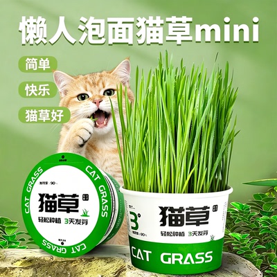 懒人泡面猫草盆栽种子猫薄荷猫咪