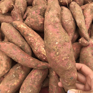 湖南湘西高山红薯黄心蜜薯