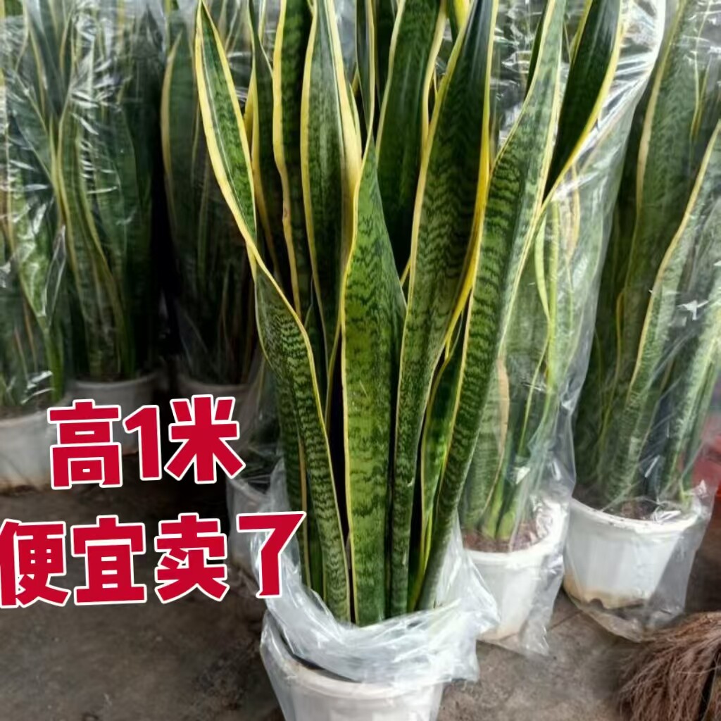 金边虎皮兰盆栽室内客厅办公室桌面四季常青植物花卉绿植好养活