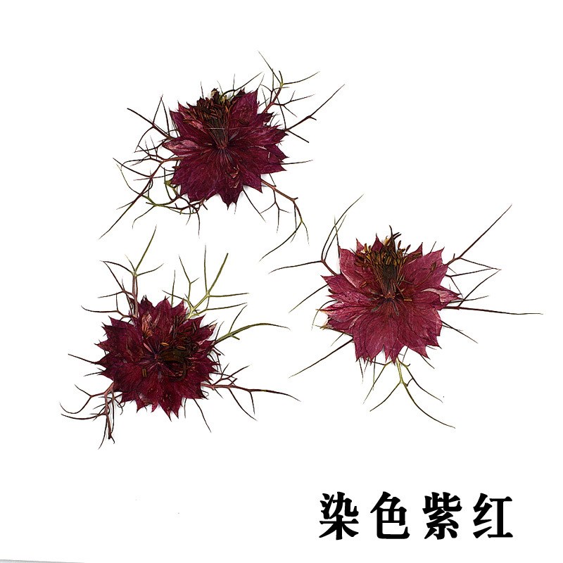 Nigella Sativa Dried Flower for DIY Materials of Soap Candle