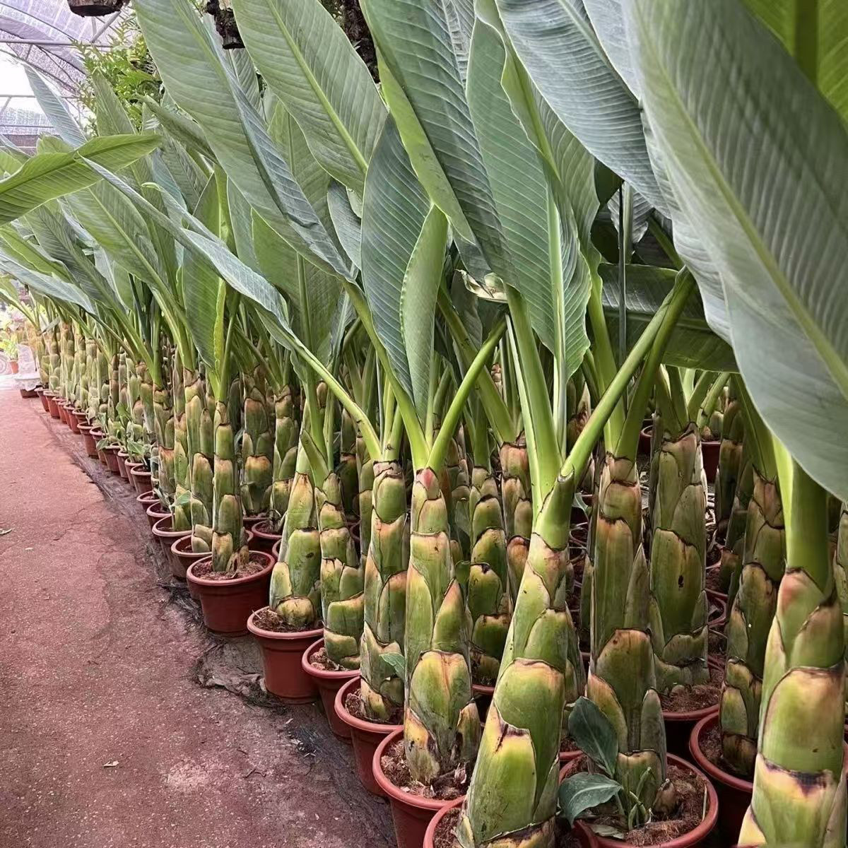 云南地涌金莲红莲千瓣花苞净化空气除甲醛绿植大型观音花卉金色
