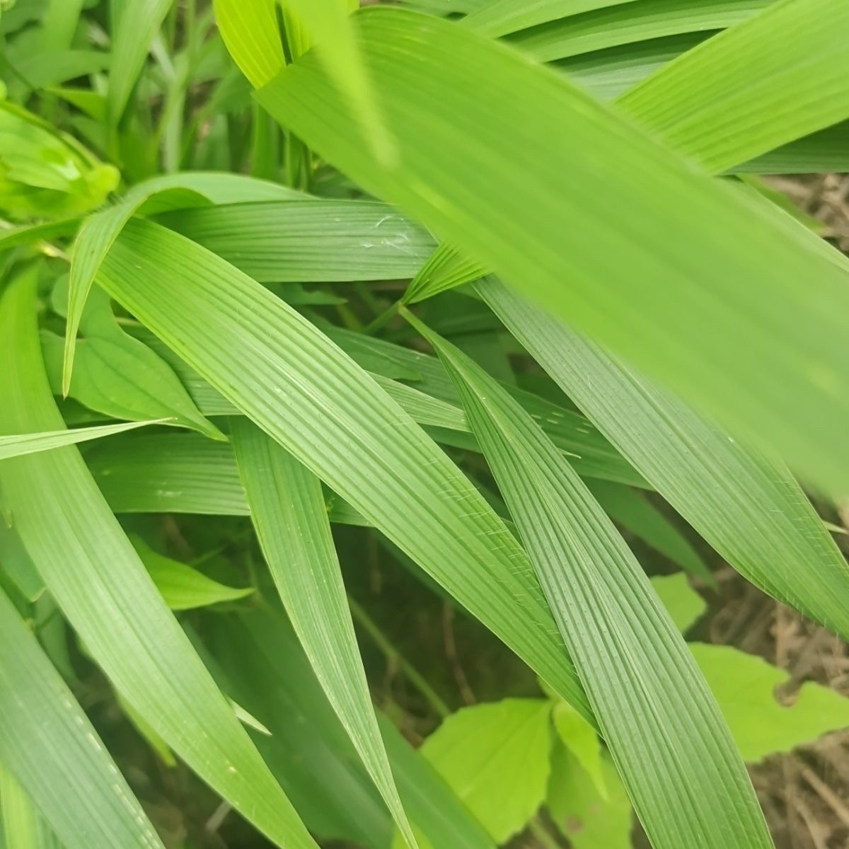 云南新鲜棕叶狗尾草全草箬叶莩雏芧棕叶草现采现挖发货