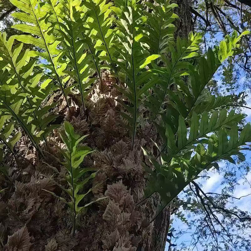 云南深山新鲜骨碎补毛姜石岩姜接骨姜中药材石碎补包邮