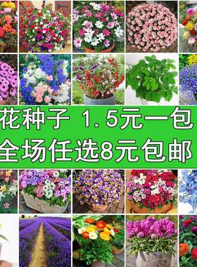 草莓种子四季花草种子薄荷种子满天星碗莲波斯菊花卉种子四季花卉