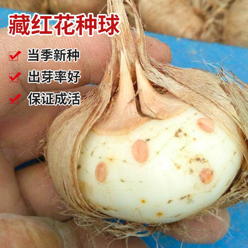 正宗藏红花风信子种球番红花花卉类种子苗球根盆栽花种花籽球种图片