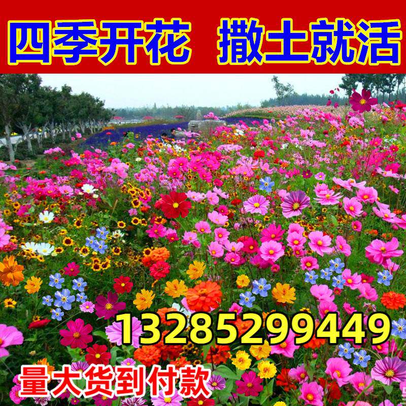 野花组合种子四季开花波斯菊格桑花花种易活花籽庭院室外花种籽子