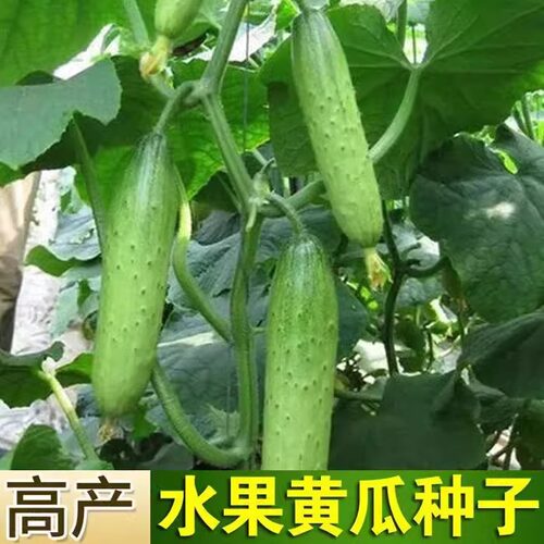 【新种上市】水果黄瓜种子高产南北方生吃黄瓜春秋季四季蔬菜种籽