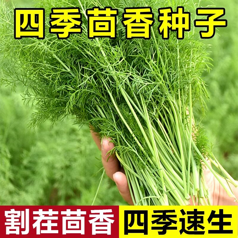 茴香种子割茬球茎四季种植多年生室内外蔬菜种籽高产阳台蔬菜苗子