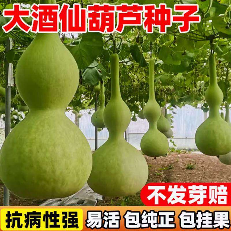 大酒仙葫芦种子室外庭院盆栽巨型八宝葫芦种四季观赏手捻葫芦籽种