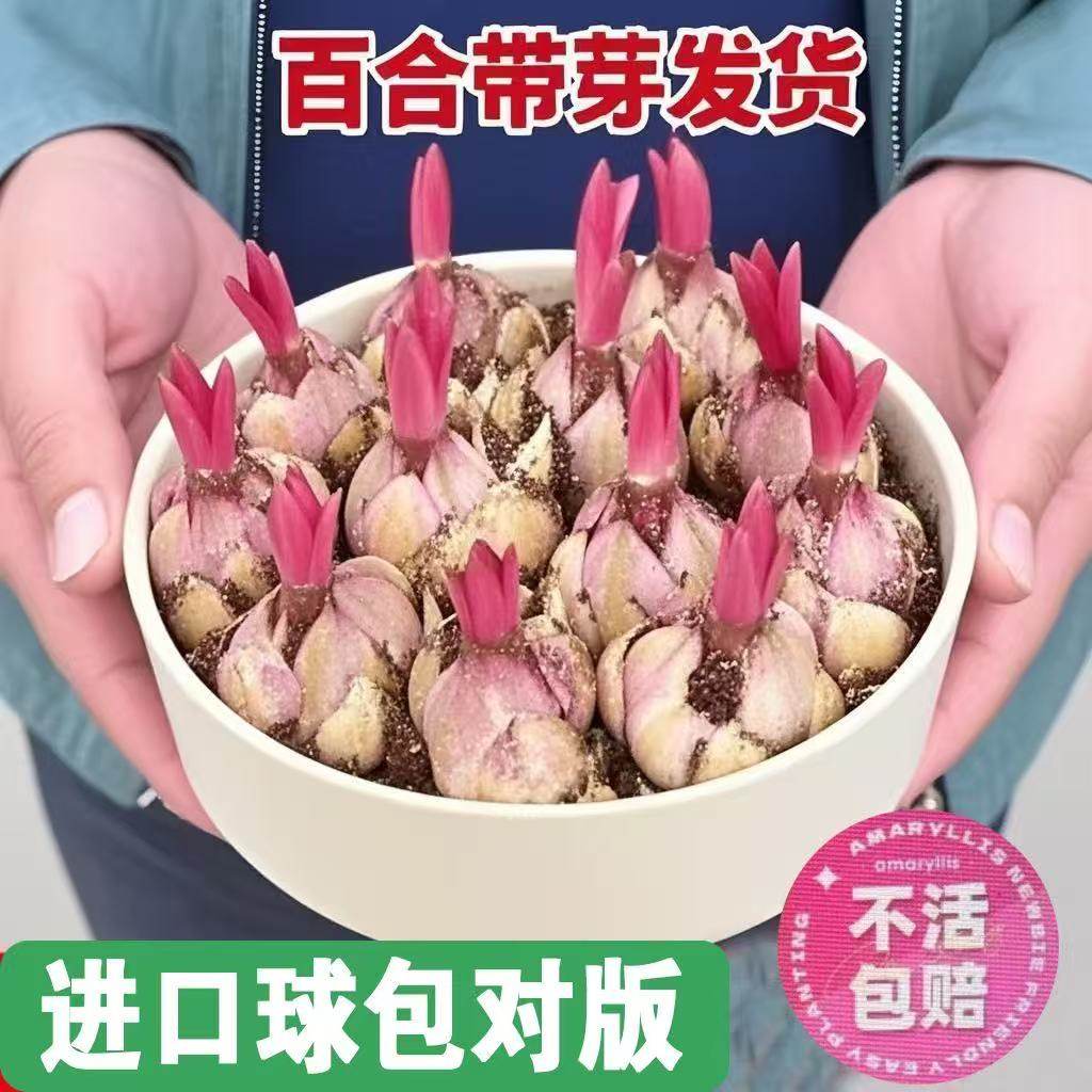 进口香水百合种球花卉种子开花室内阳台多头百合耐寒好养重瓣种植,鲜花速递/花卉仿真/绿植园艺,家庭园艺种子,淘宝优惠券,粉丝福利购,淘宝优惠卷