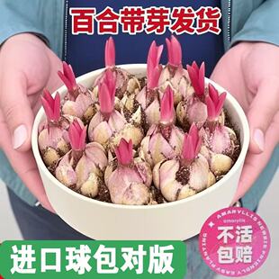 进口香水百合种球花卉种子开花室内阳台多头百合耐寒好养重瓣种植