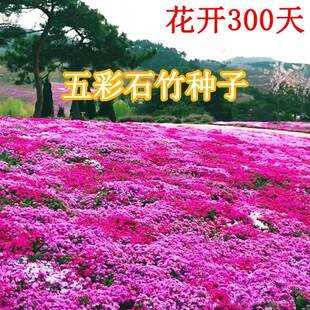 欧石竹初吻花种花籽五彩石竹花四季开花草坪花籽美国常夏石竹种子