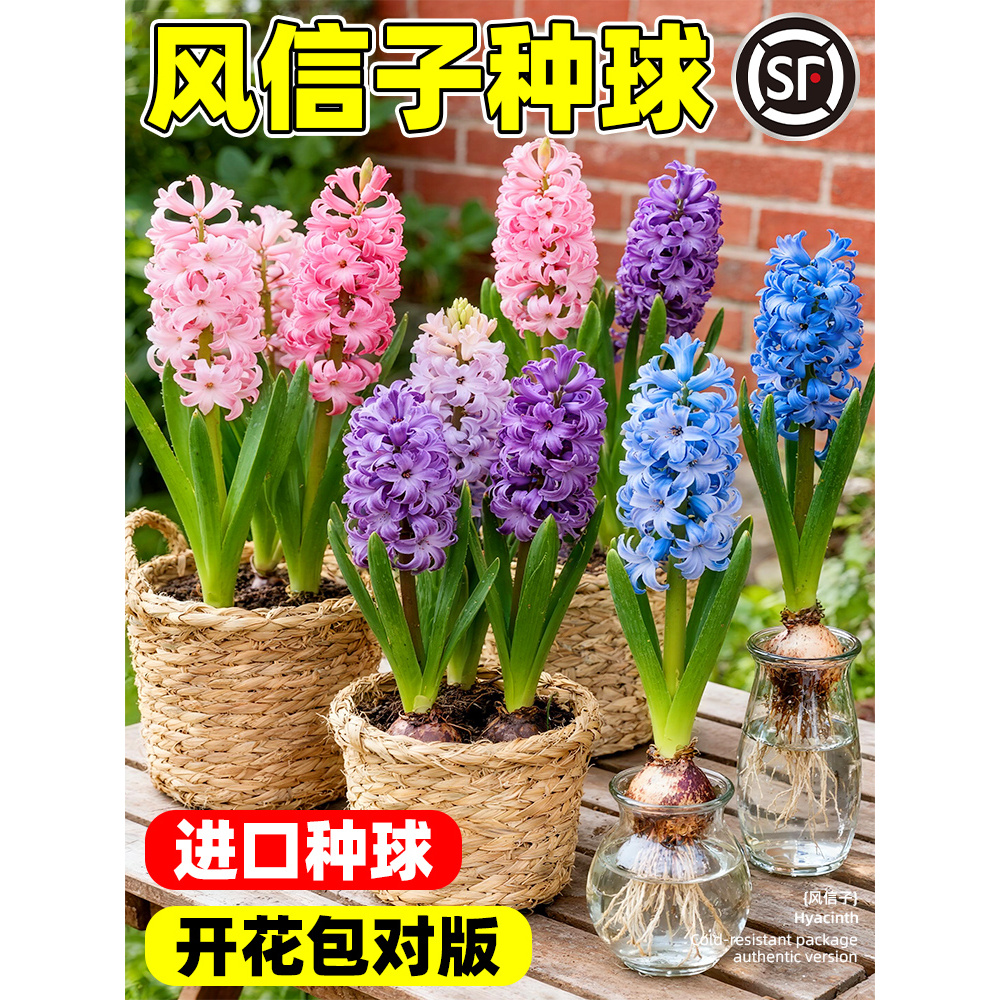 进口风信子种球水养土培冬季水培带芽耐寒易活花卉盆栽植物室内花