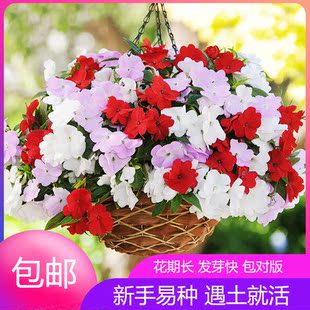 四季凤仙花种子指甲花种籽花卉花籽室内庭院阳台盆栽易种植物花苗