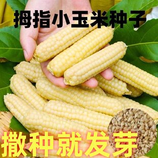 西双版纳香糯拇指小玉米种云南拇指玉米种籽子孑牛奶手指种子大全