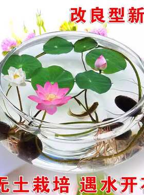 碗莲水培植物四季阳台花卉水生水养睡莲花籽四季开盆栽碗莲种子