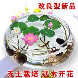 碗莲水培植物四季阳台花卉水生水养睡莲花籽四季开盆栽碗莲种子