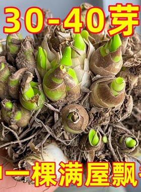 重瓣晚香玉种球花卉绿植大花盆栽耐寒盆地栽养室内开花庭院观赏