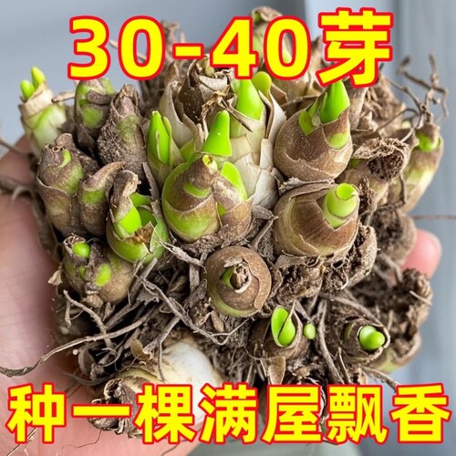 重瓣晚香玉种球花卉绿植大花盆栽耐寒盆地栽养室内开花庭院观赏
