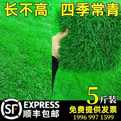 草坪草籽四季常青护坡狗牙根马尼拉地毯草孑庭院绿化黑麦草皮种子