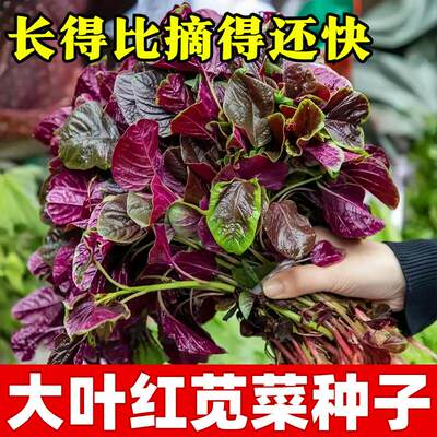 大叶红圆叶苋菜种子秧苗四季冬汉菜红苋菜种孑家庭阳台盆栽蔬菜籽