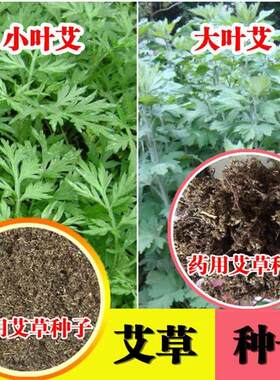 艾草种子食用药用驱蚊草艾叶种籽大小叶艾蒿青蒿种植四季驱蚊种子