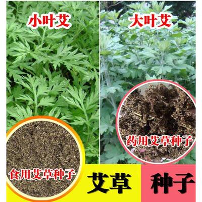 艾草种子食用药用驱蚊草艾叶种籽大小叶艾蒿青蒿种植四季驱蚊种子