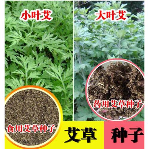 艾草种子食用药用驱蚊草艾叶种籽大小叶艾蒿青蒿种植四季驱蚊种子