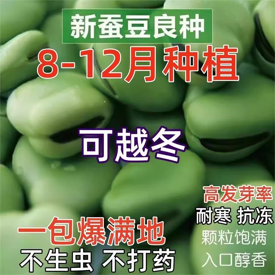 绿宝蚕豆种子特大罗汉豆种籽春秋冬季播种早熟耐寒胡豆籽蔬菜种子