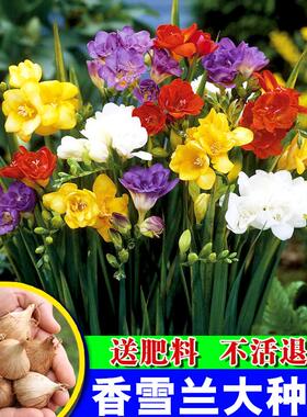 香雪兰种球四季好养活开花大球重瓣小苍兰种球耐寒阳台盆栽带花苞