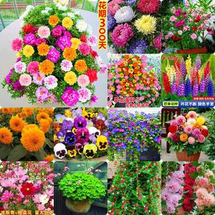 易活花种子大全重瓣花卉盆栽易活四季易养满天星植物太阳花室内外