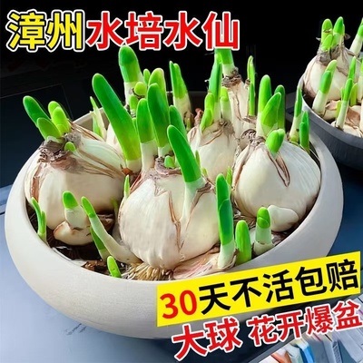 漳州水仙花种球水培盆栽植物带花苞室内水养冬季花卉郁金香年宵花
