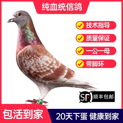 红雨点鸽子活一对成绩鸽信鸽赛鸽鸽子原配种鸽小鸽活体幼鸽血统鸽