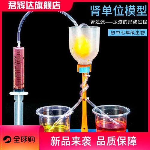 科学小实验diy肾单位模型肾过滤科技小制作初中模拟尿液形成过程