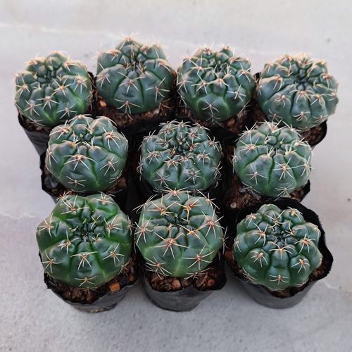 实生仙人球绯花玉好养