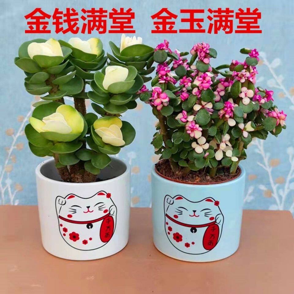 金玉满堂招财植物多肉盆栽室内客厅防辐射吸甲醛好养绿植花卉包邮